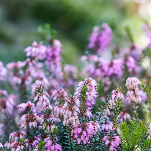Heidekraut schnittblumen winterharte stauden dauerblüher bonsai topf kräutersamen wildblumen balkonblumen dachbegrünung pflanzensamen zimmerpflanzen schmetterlingsflieder 85samen