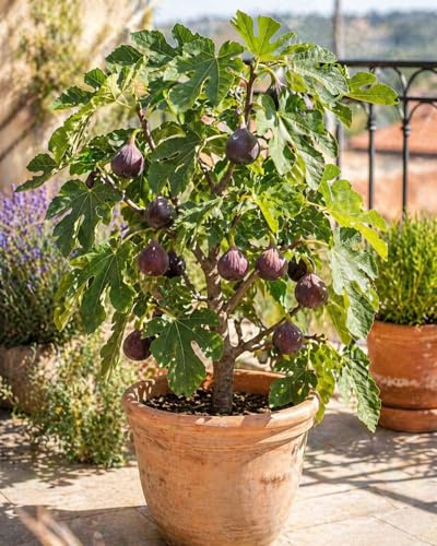 Ficus carica Ronde de Bordeaux Feigenbaum 70–100 cm – winterharte echte Feige, süße Früchte, mediterrane Pflanze für Garten & Balkon, pflegeleicht, ertragreich