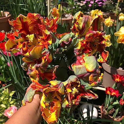 tulipán resistentes jardín balcón plantación Decoraciones rizoma 10bulbos
