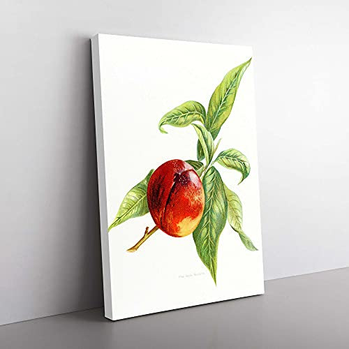 Big Box Art Vintage Peach Illustration of a Nectarine Canvas Wall Art Print Ready to Hang Picture, 76 x 50 cm (30 x 20 Inch), White, Green, Red