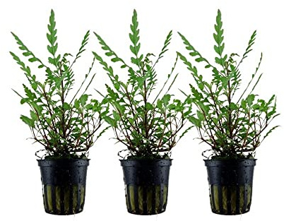 AquaOne Aquarium Pflanze 3 Stück Hygrophila pinnatifida Wasserpflanze | Aquariumpflanze Stängelpflanze voll durchwurzelt mittel pflegeleicht Aquascaping Dekoration