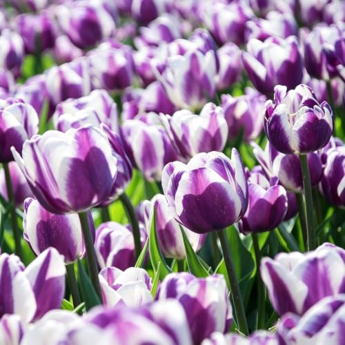 tulipán Cultivar de jardín en balcón decoración otoño raros 12bulbos