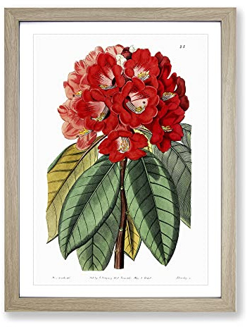 Red Rhododendron Flowers Vintage Framed Print | A2 Oak Framed Wall Art | Ready to Hang | Classic Floral Picture | Living Room Bedroom Lounge Office