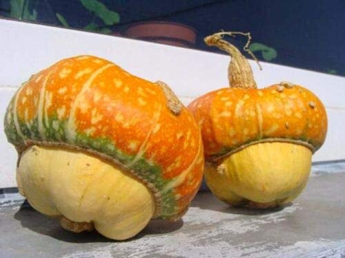 Buy4seeds 4 Seeds Ornamental Gourd Turkish Turban cucurbita Pepo