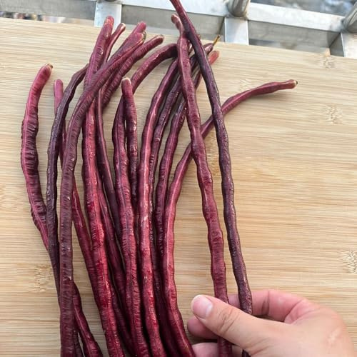 meterbohnensamen - balkon bio spargelbohne garten exotisch 20pcs