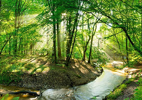 wandmotiv24 Fototapete Wald mit Bach bei Sonnenschein, XXL 400 x 280 cm - 8 Teile, Wanddeko, Wandbild, Wandtapete, Wasser, Laub, Baum M5750