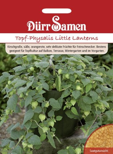 Dürr-Samen - Topf-Physalis Little Lanterns Saatgut