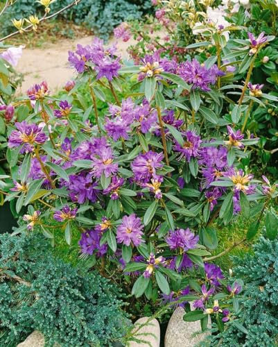 Rhododendron 'Govenianum' 80-100 cm - Immergrüner Rhododendron, rosa Blüten, Blütezeit Mai-Juni, ideal für halbschattige Standorte, winterhart