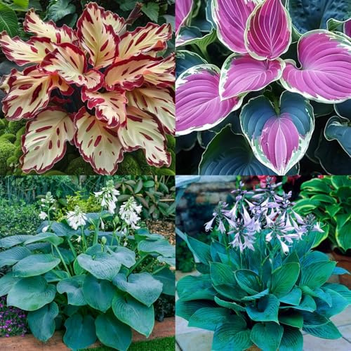 HGJKYTFCDG - Hosta résistant à l'hiver - Véritables dahlias à rhizome, idéales à acheter pour votre jardin - 10 pièces - C