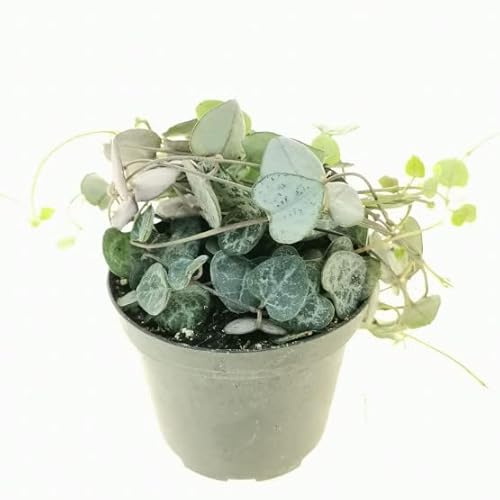 Planta Forma Corazón Ceropegia Woodii Planta Natural de Interior