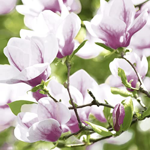 Servietten Frühling 20 Cocktailservietten Magnolienzweige | Blumen Ostern Tischdeko 24x24cm