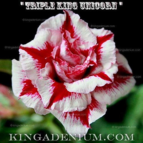 SEMI DI GERMINAZIONE: Adenium obesum Desert Rose RosyTRIPLA KING EINHORN 20 grani NOUVEAU HYBRIDE:Grani