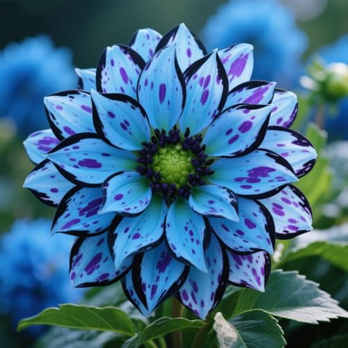 Dahlia Tubers UK/Dahlia Bulbs for Planting,Mix,Excellent Display-Perennial,Big Flower,Thrives in The Garden-2bulbs-I