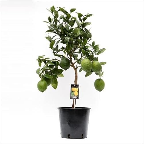 Árbol Limonero (Citrus Limon) Planta Natural con Envío Gratis Limonero Árbol Frutal