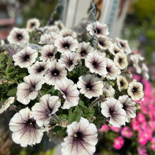 semillas de petunia - silvestres perennes interior resistentes invierno balcones 200pcs
