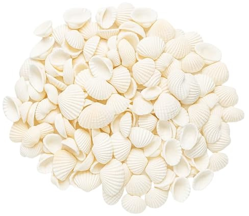 HcvGcm Muscheln, Deko Muscheln Für DIY Bastelprojekte, 250g Naturmaterial Für Schmuckherstellung, rund 100 Muscheln zum bemalen, Heimdekoration Und Aquariengestaltung, Weiße Muscheln 2-4,5 cm
