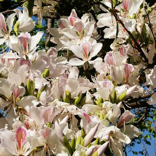 semillas de orquídeas - Bauhinia variegata - jardín perennes resistentes exóticas 5pcs
