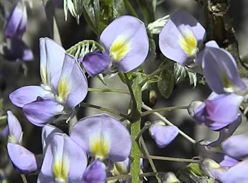 Vivaio Garden Forest Glicine Wisteria floribunda 'Issai-naga' Viola | Rampicante, Fioritura Abbondante, Pianta in Vaso, Crescita Veloce e Profumata, Ideale per Pergolati, Muri e Archi