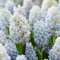 Piante di giacinto,Giacinto d'uva, un bulbo con più fiori, profumo intenso, facili da piantare nel paesaggio del giardino-8 Bulbi-E