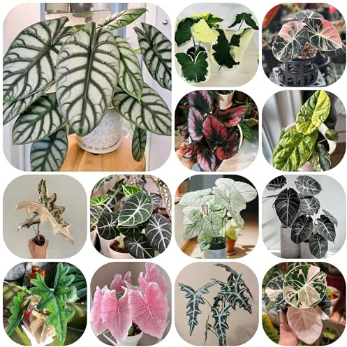 semillas de alocasia, alocasia, exóticas interior interior purificadoras aire variedades antiguas en resistentes al aire libre regalos para 120pcs