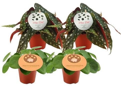Pilea Peperomioides + Begonia Maculata – 4 Zimmerpflanzen – Ø12cm – 20cm – Trendige Grünpflanzen im Mix – Dekorative Blattschmuckpflanzen für Wohnzimmer & Büro – Pflegeleicht