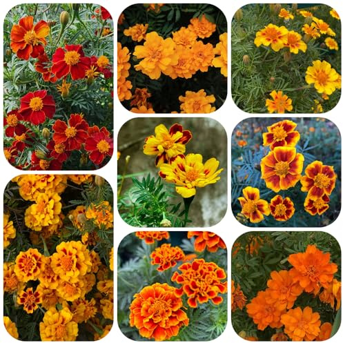 Semi di tagete resistenti giardino, varietà tradizionali in vaso balcone, raro 550pcs