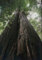 TROPICA - Sequoia rossa (Sequoia sempervirens) - 50 Semi- Resistente al freddo
