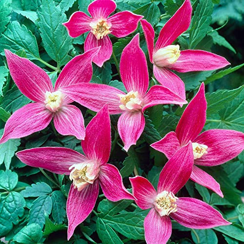 Clematis Ruby Climbing Plant | Outdoor Deciduous Perennial Garden Plants| Climbers for Border, Obelisk, Trellis, Patio - 9cm Pot