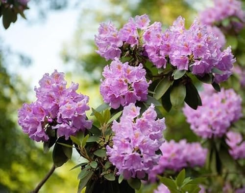 100 graines de fleurs de rhododendron rose