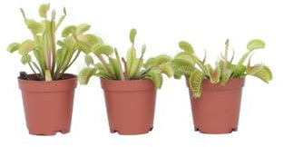 Plant in a Box - Dionaea Muscipula - Trappola di Venere - Set da 3 - Pianta carnivora - Pianta d'appartamento - Vaso 5,5cm - Altezza 5-10 cm