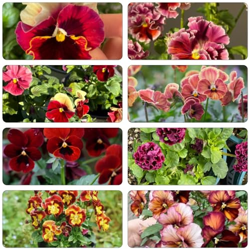 viola cornuta - semi di giardino esotici semi del balcone selvatici decorazione perenne resistenti per sole pieno 550pcs