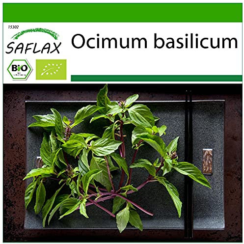SAFLAX - Ecológico - Albahaca tailandesa - 250 semillas - Con sustrato estéril para cultivo - Ocimum basilicum