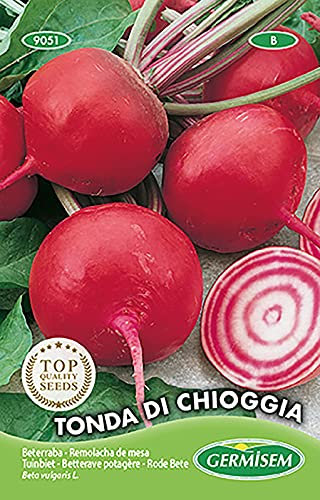 Betterave Potagère Tonda di Chioggia Red