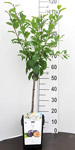Pflaume Zwergobstbaum oder Mini Obstbaum Pflaumebaum prunus hauszwetsche