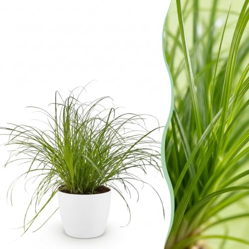 Cyperus alternifolius Zumula - Katzengras - Haustierfreundliche Pflanze - Grün - mit Potter White - 20cm - Øter Wit - Pot 12cm - Zimmerpflanze - - Pflanze mit Topf