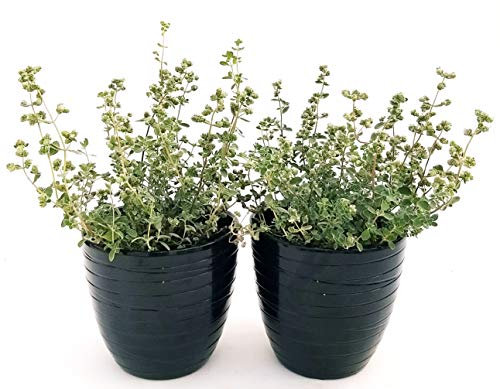 POWERS TO FLOWERS - MAGGIORANA BIO 2 PIANTE, piante vere