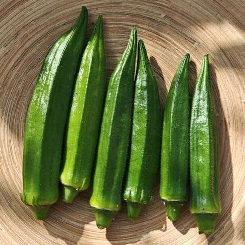 vainas de okra semillas orgánicas okra, camas para jardín trepadoras resistentes semillas de variedades antiguas verdes 250pcs