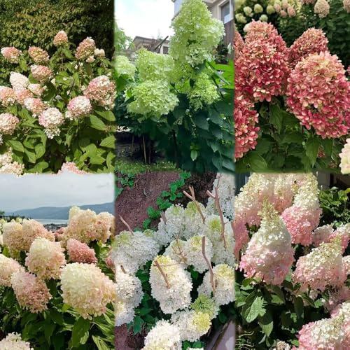 550 piezas semillas de hortensia panoja - Las de jardín son resistentes semillas hortensia, balcon bonsai balcón decoracion balcones