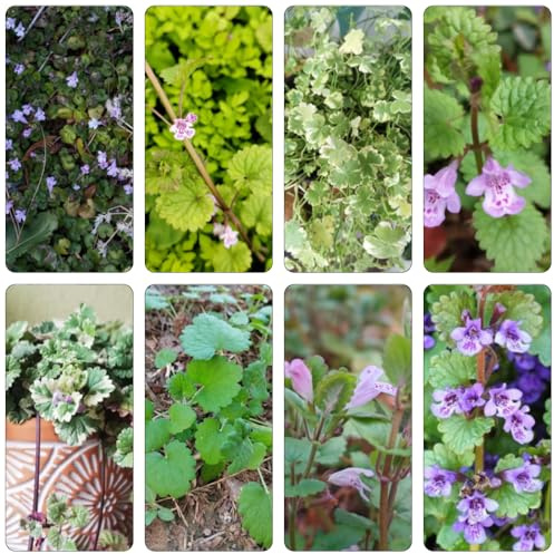 hiedra terrestre silvestres semillas de jardín semillas de exóticas perennes resistentes para pleno sol jardín decoraciones para exteriores 300pcs