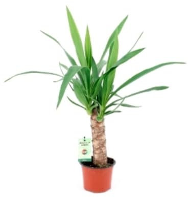 Yucca, yuca. 20-30 cm. Planta natural resistente con hojas alargadas y puntiagudas. Segura Garden.