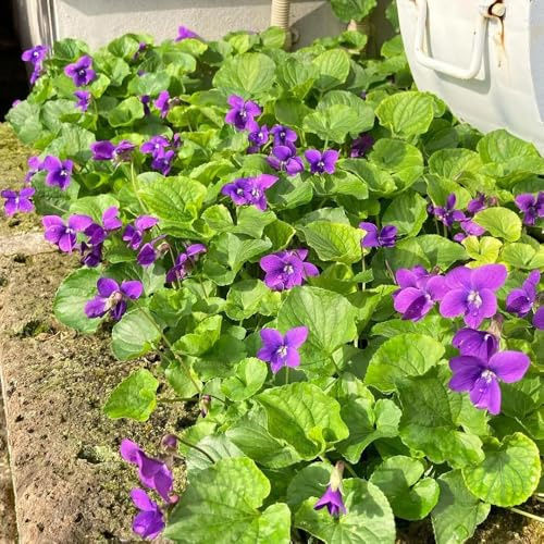 Semillas de violeta fragantes, semillas de variedades antiguas viola odorata, resistentes para el jardín raras cobertura del suelo 300pcs