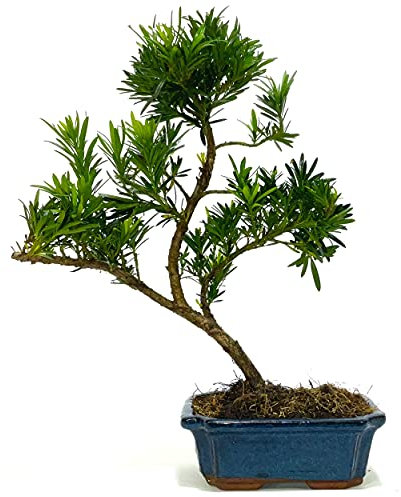 Podocarpus (Buddhist Pine) Bonsai Tree Informal Upright No Care Set