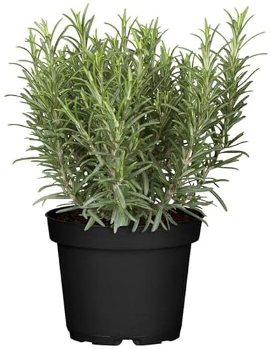 DECOALIVE - Planta de Romero Natural para Casa y Jardín