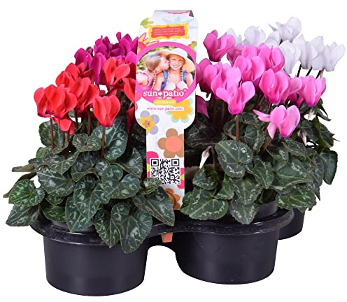 Set de 4 Cyclamen Violeta Alpes Ideales para Terraza y Jardín