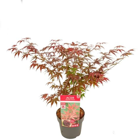 Arce del Japón Mini Natural Árbol de Hoja Caduca para tu Rincón de Naturaleza