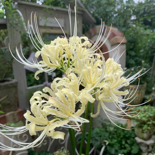 2Bulbos de lirio araña - lycoris radiata - resistentes, jardín comprar de sangre, para lugares soleados, jardín cebollas