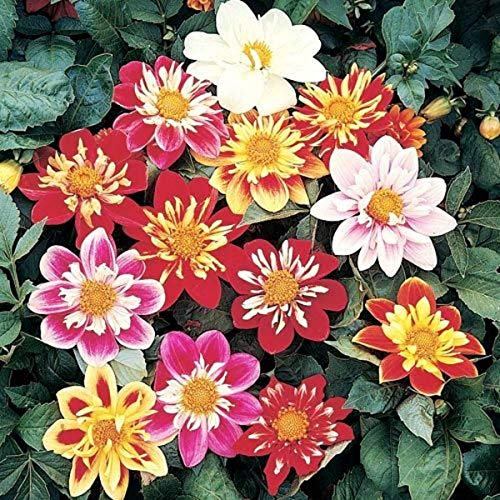 50 Dahlia Variabilis Dwarf Dandy Mix Seeds - Mixed Colour Flowers - 50 Seeds
