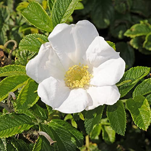 White Japanese Rose Rugosa Plant 'Alba' Species Shrub Rose Rosa Thorny Hardy Shrub Fragrant White Blooms Easy to Grow Flowers 3.6-Litre Potted Plants by Thompson and Morgan