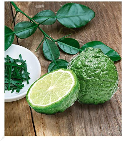 BALDUR Garten Kaffir-Limette 1 Pflanze, Citrus hystrix Kaffernlimette, mehrjährig - frostfrei halten, trockenresistent, pflegeleicht, Wasserbedarf gering, blühend