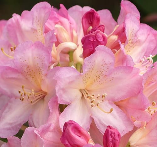 Rhododendron yakushimanum 'Percy Wiseman' Japanische Azalee 30-40 cm winterhart Freilandaufzucht